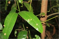 Poeciloneuron indicum